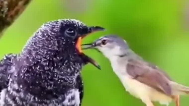 أسرار الطائر المخادع