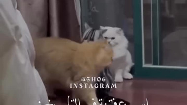 اسرع فتنه في التاريخ
