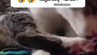 اضحك من قلبك مع القطة النظيفه
