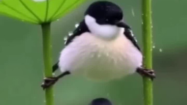 الأب الأب