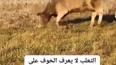 الثعلب لا يعرف الخوف على الإطلاق