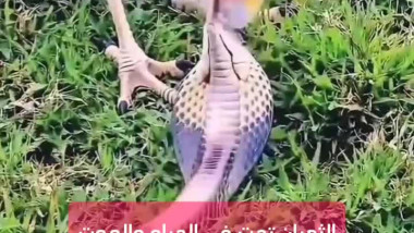 الصقر يسيطر عليه