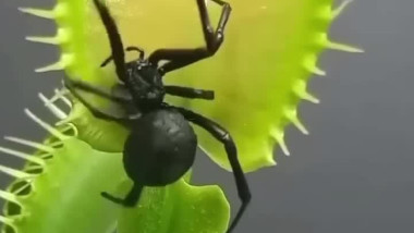 النبته المفترسه