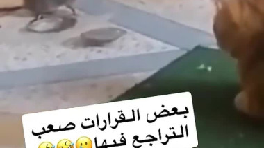 بعض القرارات الخاطئة