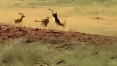 حركه جيده من الغزال