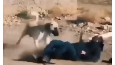 خطأ صغير ترتكبه هو الذي  يجعل الكلب يهاجمك