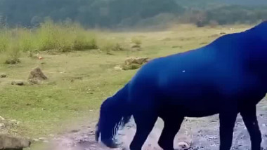 دخل حدود الخيل بدون تصريح