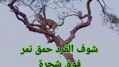 دكاء القرد