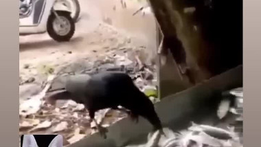 سبحان الله من اذكى الطيور 