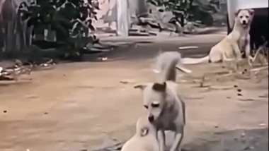 شاهد كيف كان لقاء الجرو بإمه بعد غياب