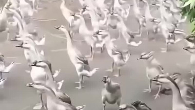 ليش البط مايمشي إذا في مطر