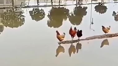 مادا فهمت من الفيديو 