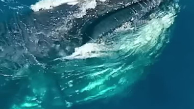 ماذا يحدث بعد رحيل الحيتان