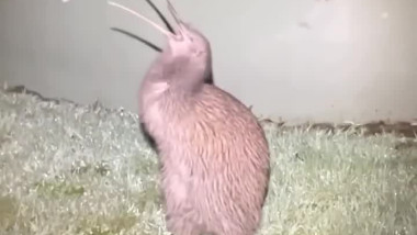 ما سر بيضة هذا الطائر