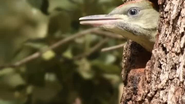هل سبق لك مشاهده في البرية المغربية