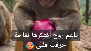 ياعم روح أفتكرها تفاحة حرقت قلبى