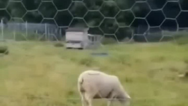  شاهد  ما أحله وحرمه الله علينا والفرق بينهما